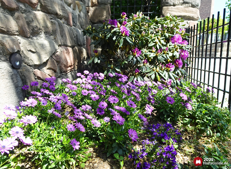 Bezauberndes Britannien - Lila Margeriten und Rhododendren