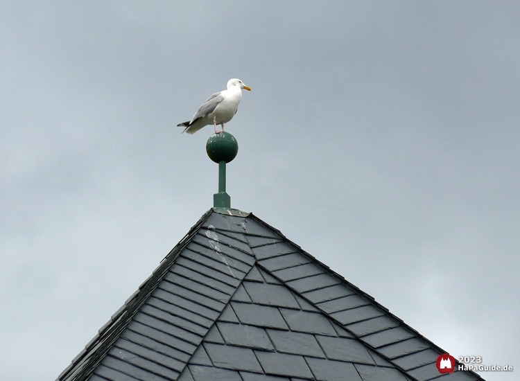 Eine Möwe steht auf einer Dachspitze