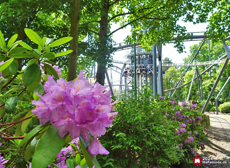 Bezauberndes Britannien - Der Highlander erhebt sich hinter Rhododendren