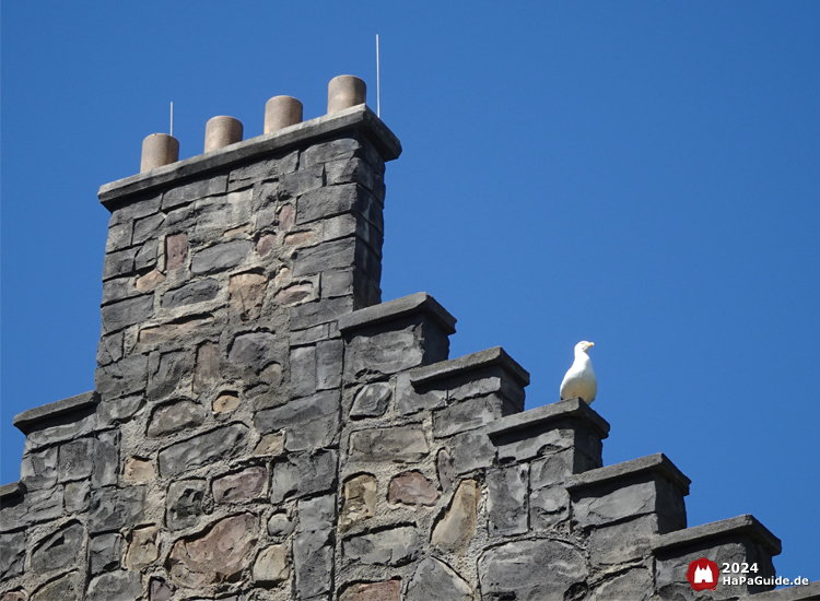 Bezauberndes Britannien - Eine Möwe auf dem Dach des Eilean Donan Castles