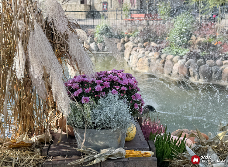 Herbstliche Blumendekoration zu Erntedank im Hansa-Park mit violetten Chrysanthemen, Pampasgras und Maiskolben am Teich mit Wasserfontäne, sonniger Tag mit Kulisse des Palacio de Braga im Hintergrund