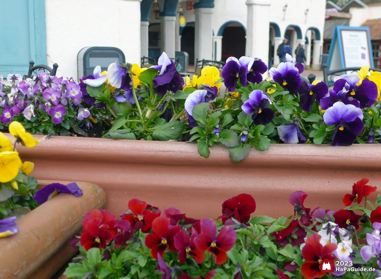 Blumenkästen mit Stiefmütterchen vor den mediterranen Säulen des Bereichs Fiesta del Mar