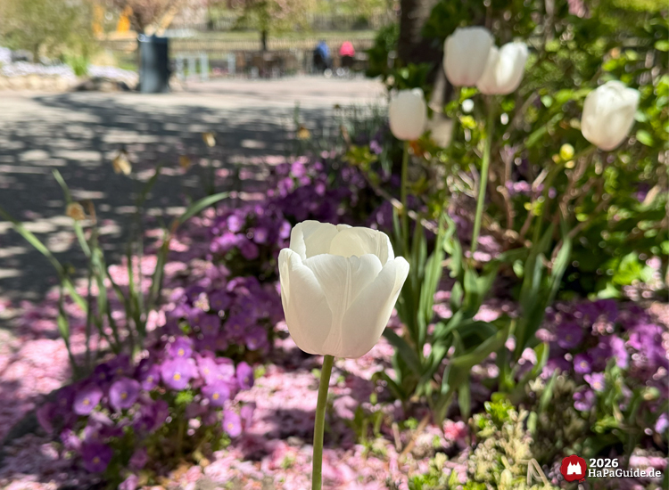 Weiße Tulpen im frühlingshaften Hansa-Garten des Hansa-Parks, umgeben von violetten Blumen und rosa Blütenblättern auf dem Boden, im Hintergrund Spazierweg mit Schatten und Bäumen