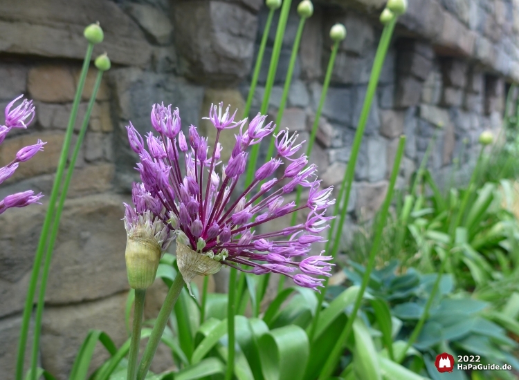 Allium blüht lila vor den Steinmauern Britanniens