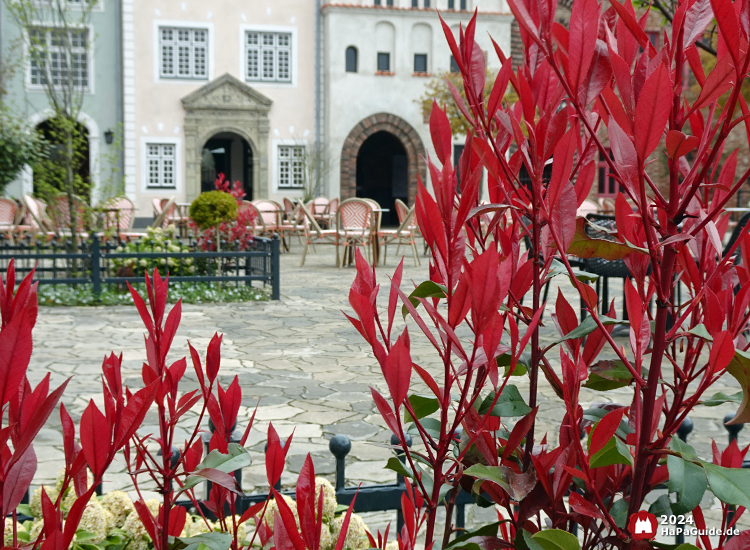 Frühjahrsblüte - Rotlaubige Glanzmispel Hanse in Europa