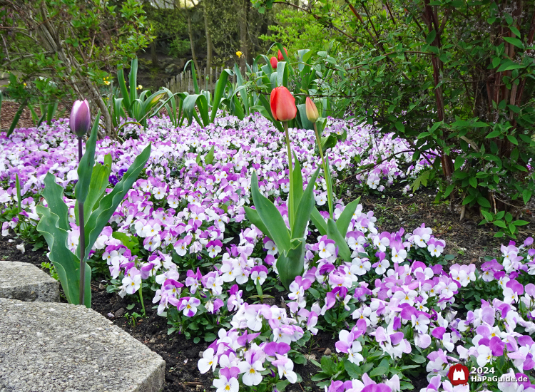 Frühjahrsblüte - Tulpen Hansa-Garten