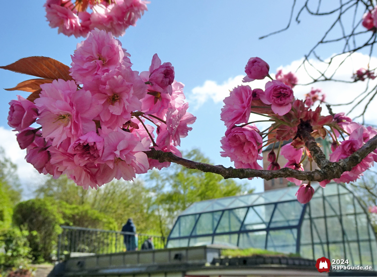 Frühjahrsblüte - Rosa Kirschblüten Hansa-Garten