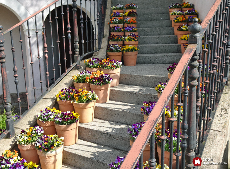 Frühjahrsblüte - Treppe Stiefmütterchen Arena del Mar