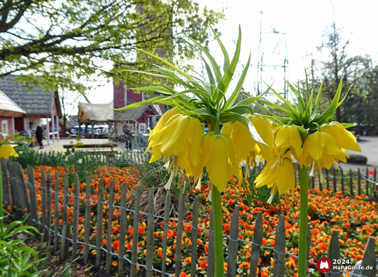 Frühjahrsblüte - Gelbe Kaiserkrone Wikingerland