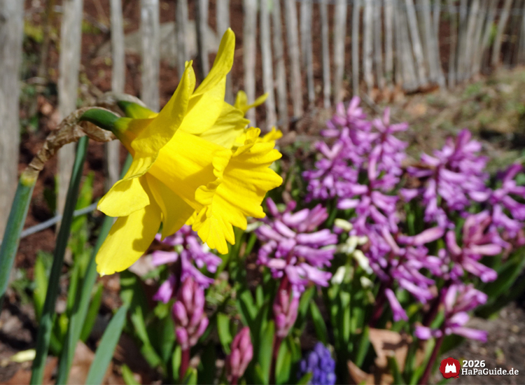Nahaufnahme einer gelben Narzisse vor violetten Hyazinthen zur Frühjahrsblüte im Hansa-Park