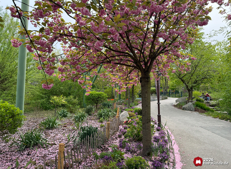 Blühende Kirschbäume mit rosa Blüten entlang eines Spazierwegs im Hansa-Garten, umgeben von Frühlingsblumen und grüner Vegetation
