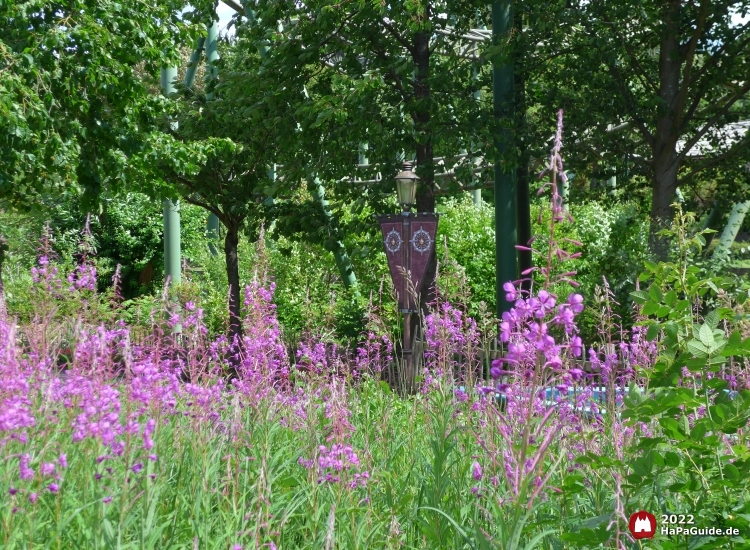 Hinter lila Blüten ist das Hansa-Park Logo an einer Laterne zu sehen