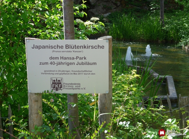 Schild einer Japanischen Blütenkirsche als Geschenk zum 40-jährigen Hansa-Park Jubiläum