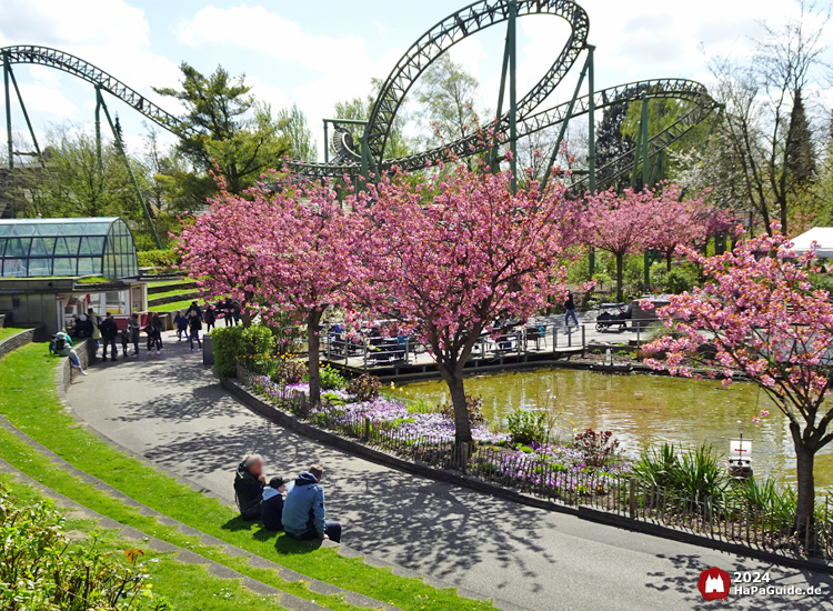 Hansa-Garten - Kirschblüte