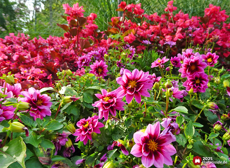 Hansa-Garten - Prächtig blühende Sommerblumen