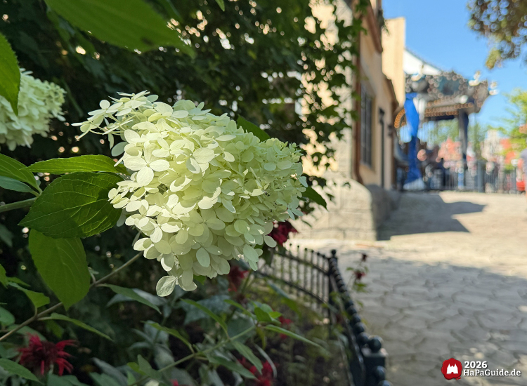 Weiße Hortensienblüte im Vordergrund vor einem gepflasterten Weg im Hansa-Garten, dahinter Gebäude mit hellem Putz und das Carrousel Baltique, sonniger Tag mit Schattenwurf