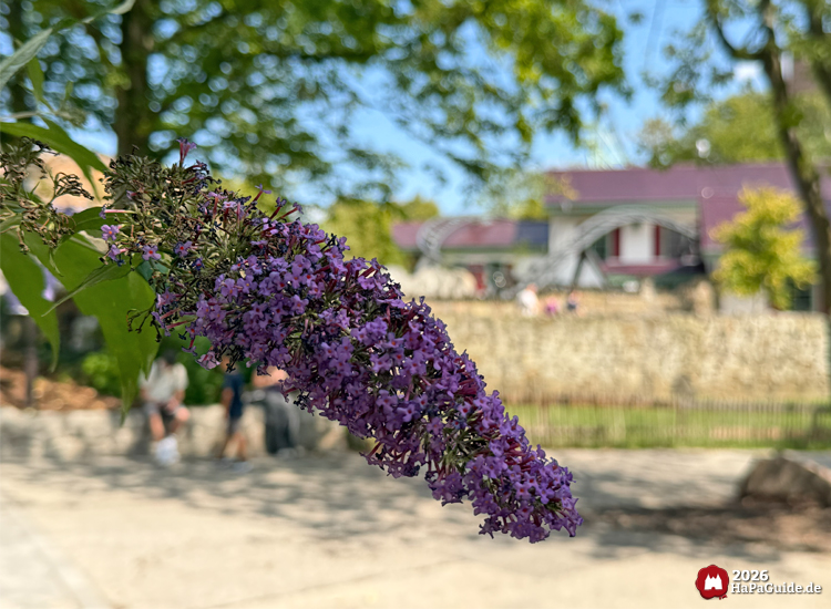 Lila Blütenrispe eines Sommerflieders im Vordergrund, dahinter Steinmauer und Bahnhof des Cornwall Coasters im Hansa-Park, sonniger Tag mit grünen Bäumen