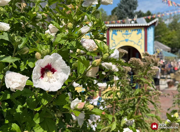 Weiße Hibiskusblüten mit rotem Zentrum im Vordergrund, dahinter bunt verzierte Fassade des Alten Jahrmarkts im Hansa-Park mit gelb-blauer Bemalung