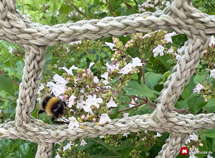 Hummel sammelt Nektar an weißen Blüten hinter einem geflochtenen Seilnetz im Hansa-Park, grüne Blätter und zarte Blüten im Hintergrund