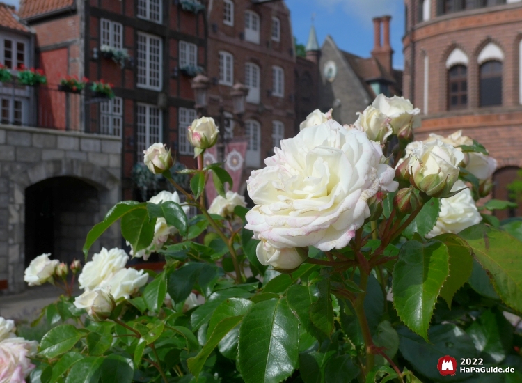 Weiße Rosen vor den Fassaden der Hanse in Europa