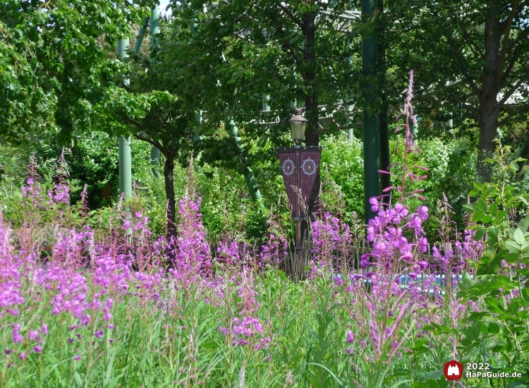 Zarte, lila Blüten vor einer Laterne mit Hansa-Park Wimpeln