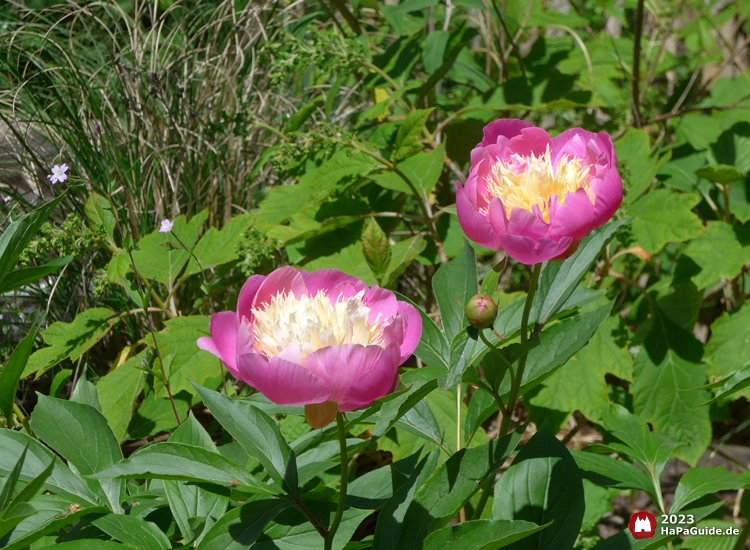 Sommerblüte - Rosa Pfingsrosen