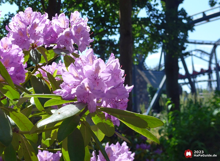 Sommerblüte - Lila Rhododendren Bezauberndes Britannien