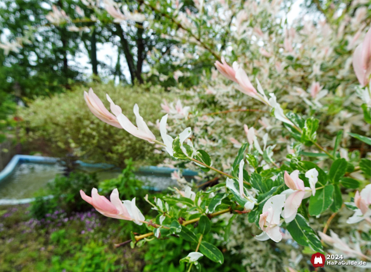 Sommerblüte - Japanische Zierweide im Hansa-Garten