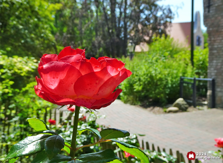 Sommerblüte - Rote Rose im Hansa-Garten