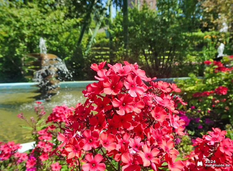 Sommerblüte - Rote Blüten vor Wasserschrauben im Hansa-Garten