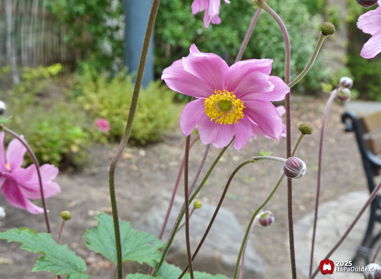 Sommerblüte - Rosa Weinblättrige Anemone