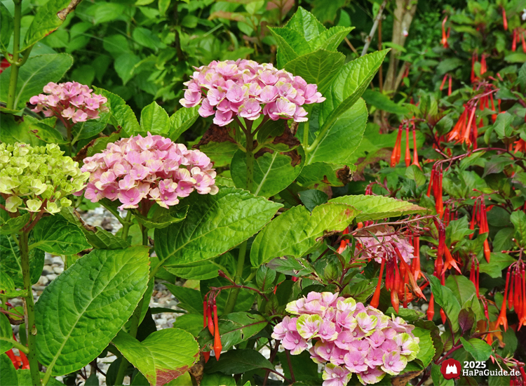 Sommerblüte - Gartenhortensien