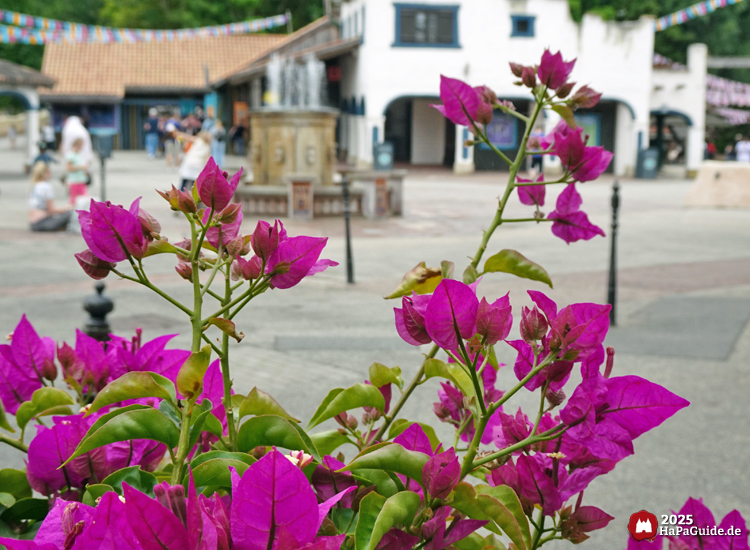 Sommerblüte - Kahle Drillingsblumen im Bereich Fiesta del Mar