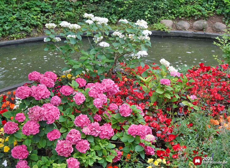 Sommerblüte - Sommerblumen blühen am Kanal der Blumenmeerbootsfahrt
