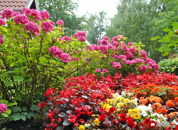 Sommerblüte - Gartenhortensien und Begonien