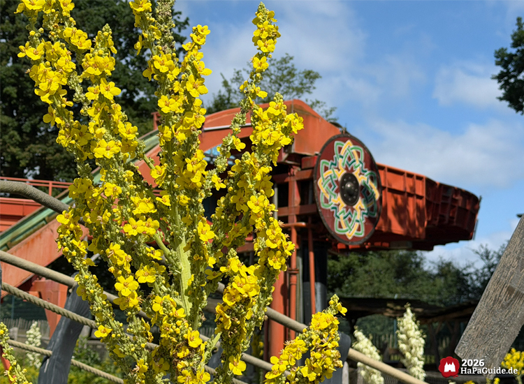 Gelbe Blüten im Vordergrund vor dem roten Kanal der Sturmfahrt der Drachenboote im Hansa-Park, dekoratives Wikinger Schild am Fahrgestell, blauer Himmel und grüne Bäume im Hintergrund