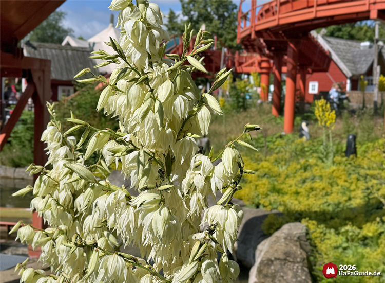Weiße Blüten einer Yucca-Pflanze im Vordergrund vor dem roten Kanal der Sturmfahrt der Drachenboote im Hansa-Park, grüne Pflanzen und kleine Gebäude im Hintergrund unter blauem Himmel