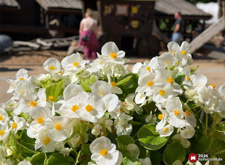 Weiße Blumen mit gelben Blütenständen im Vordergrund im Westernbereich New Lübeck des Hansa-Parks, dahinter hölzerne Postkutsche und Besucher, sonnige Atmosphäre mit rustikalem Flair