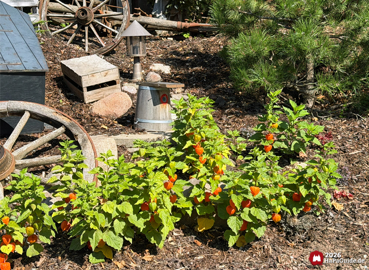Dekorative Gartenfläche der Pony Post im Hansa-Park mit alten Wagenrädern, Holzkisten und Metalllaterne, umgeben von grünen Pflanzen mit orangefarbenen Lampionblüten