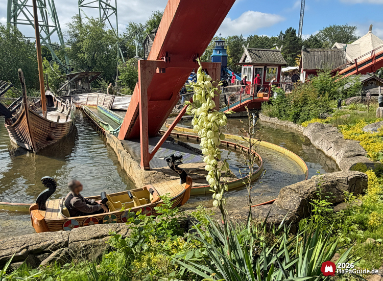 Sturmfahrt der Drachenboote im Hansa-Park mit Boot im Wasserkanal, roten Rampen und hölzernen Gebäuden im nordischen Stil, im Vordergrund blühende Pflanze mit weißen Blüten und grüner Vegetation